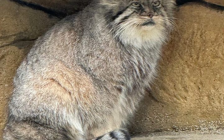 マヌルネコが座って正面を見ている