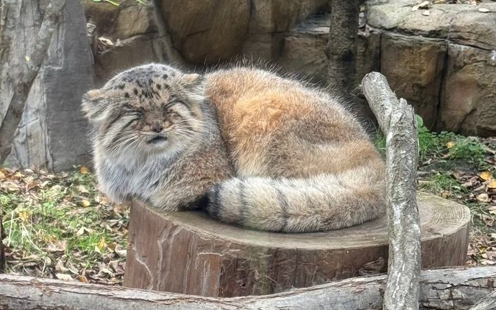 マヌルネコが切り株で寝ている